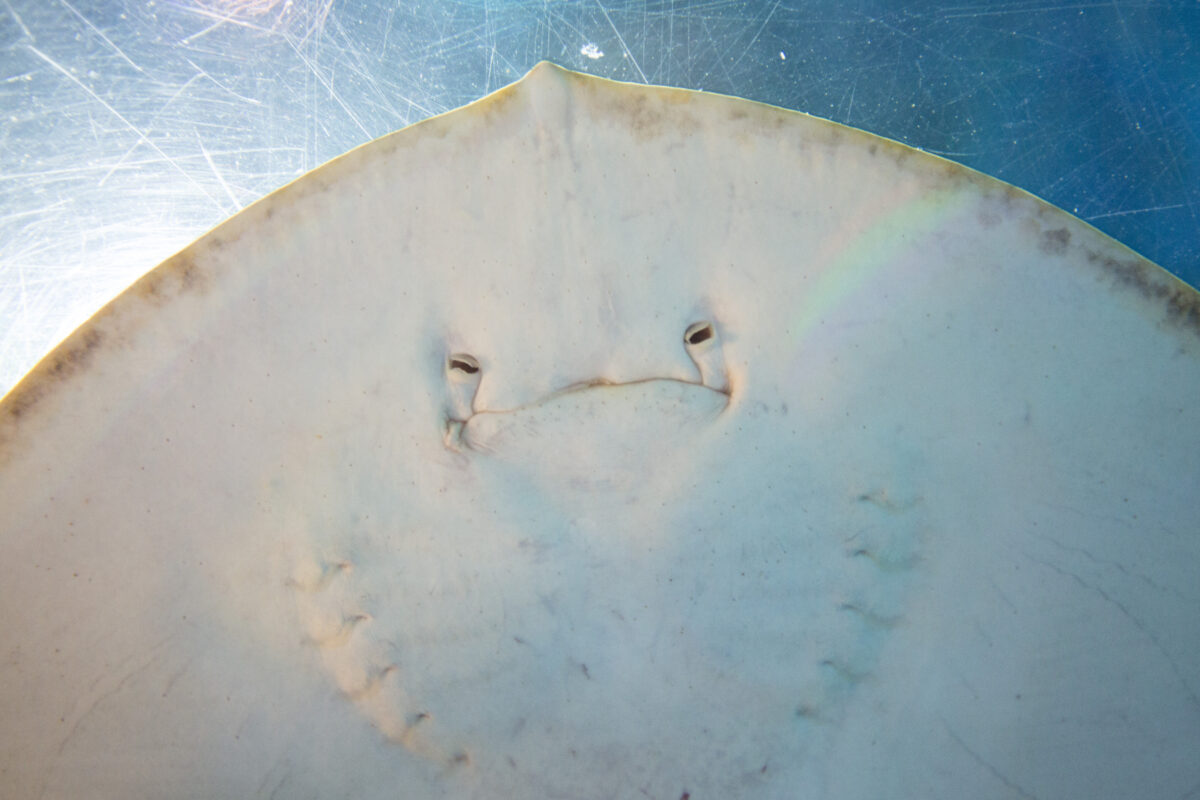 New SeaQuest Interactive Aquarium opens in Layton Hill Mall News